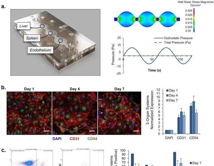 Developing a human malaria-on-a-chip disease model